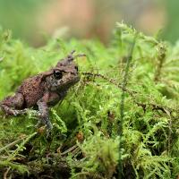 Juvenile Toad 